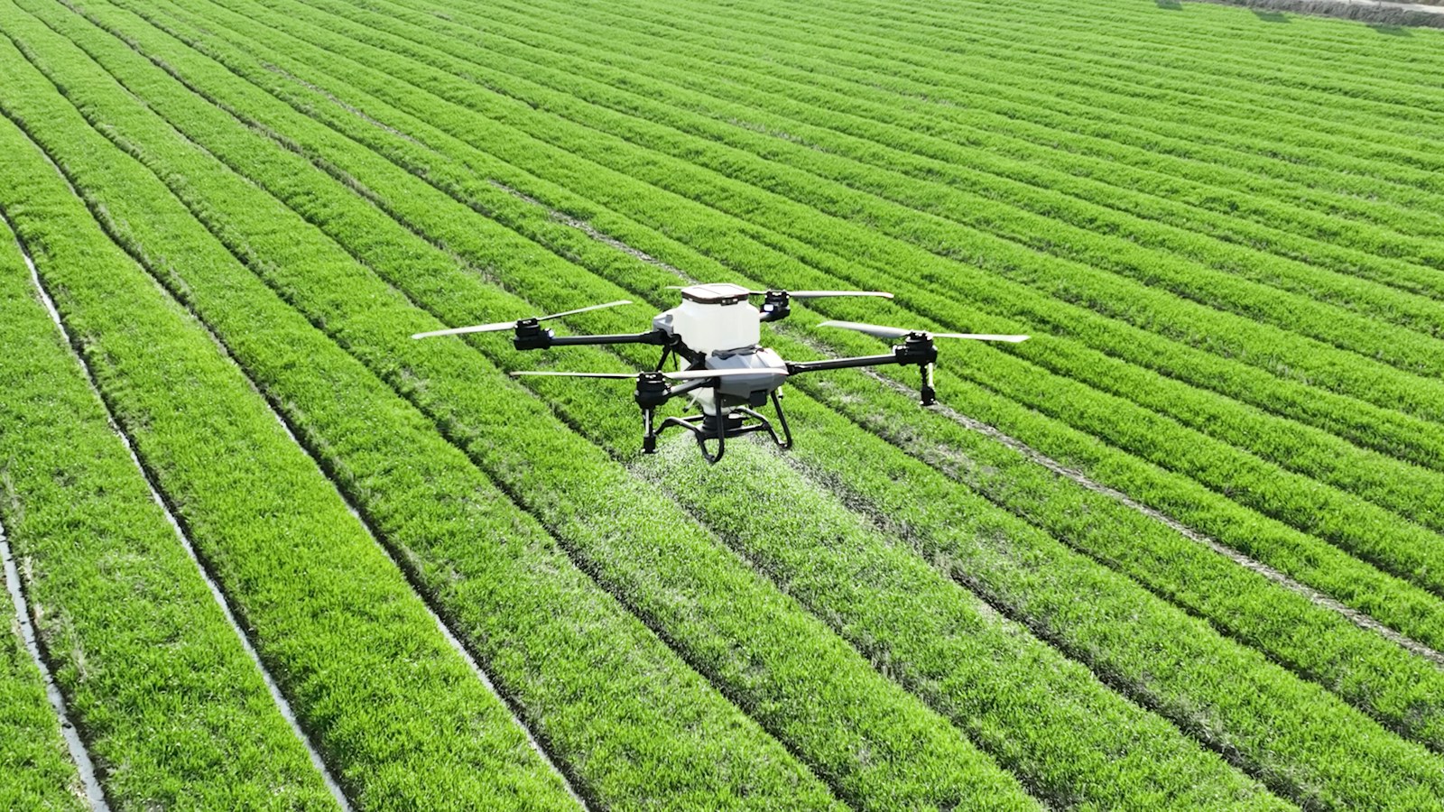 Agricultural drone surveying rows of green crops